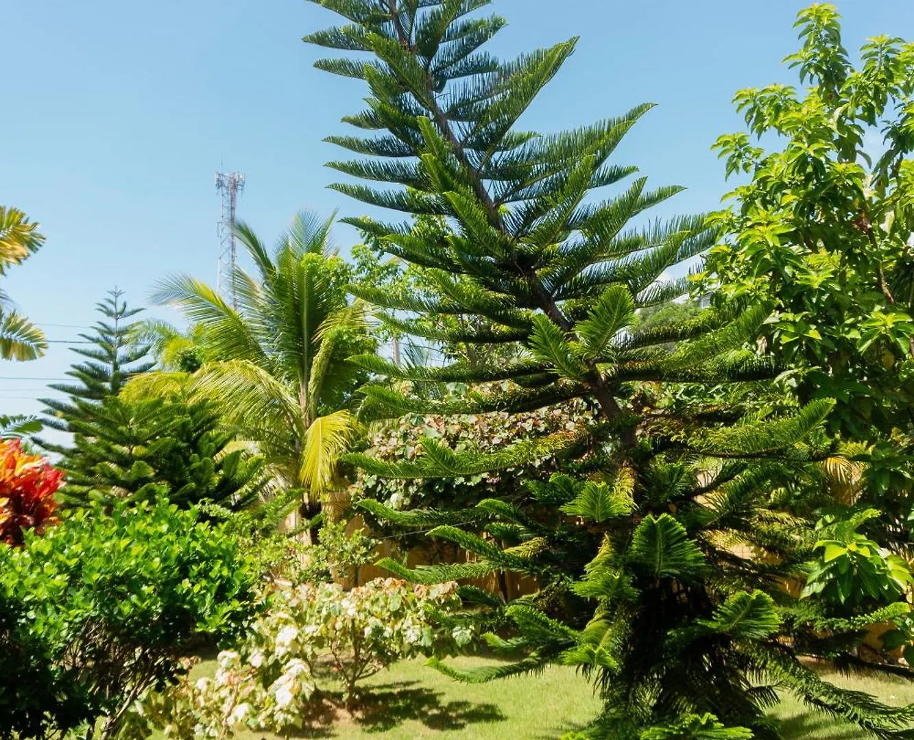 Villa Ramon Reynoso, Cabrera El Higo de las Tres Piernas